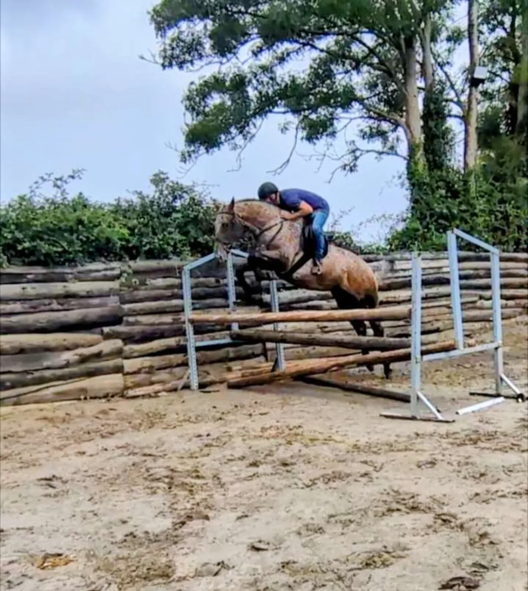 16.2hh | 4yo | Full breeding recorded - Image 3