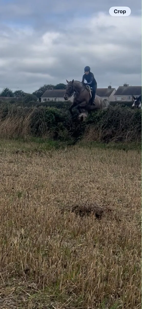 16.2hh | 4yo | Full breeding recorded - Image 4
