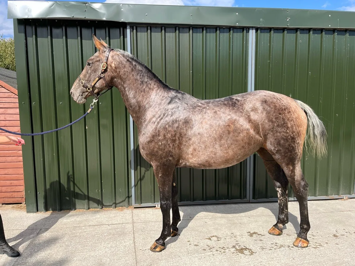 16.2hh | 4yo | Full breeding recorded - Image 1
