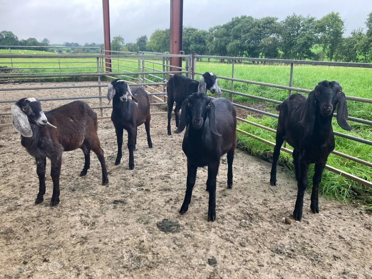 Anglo Nubian Goats - Image 1