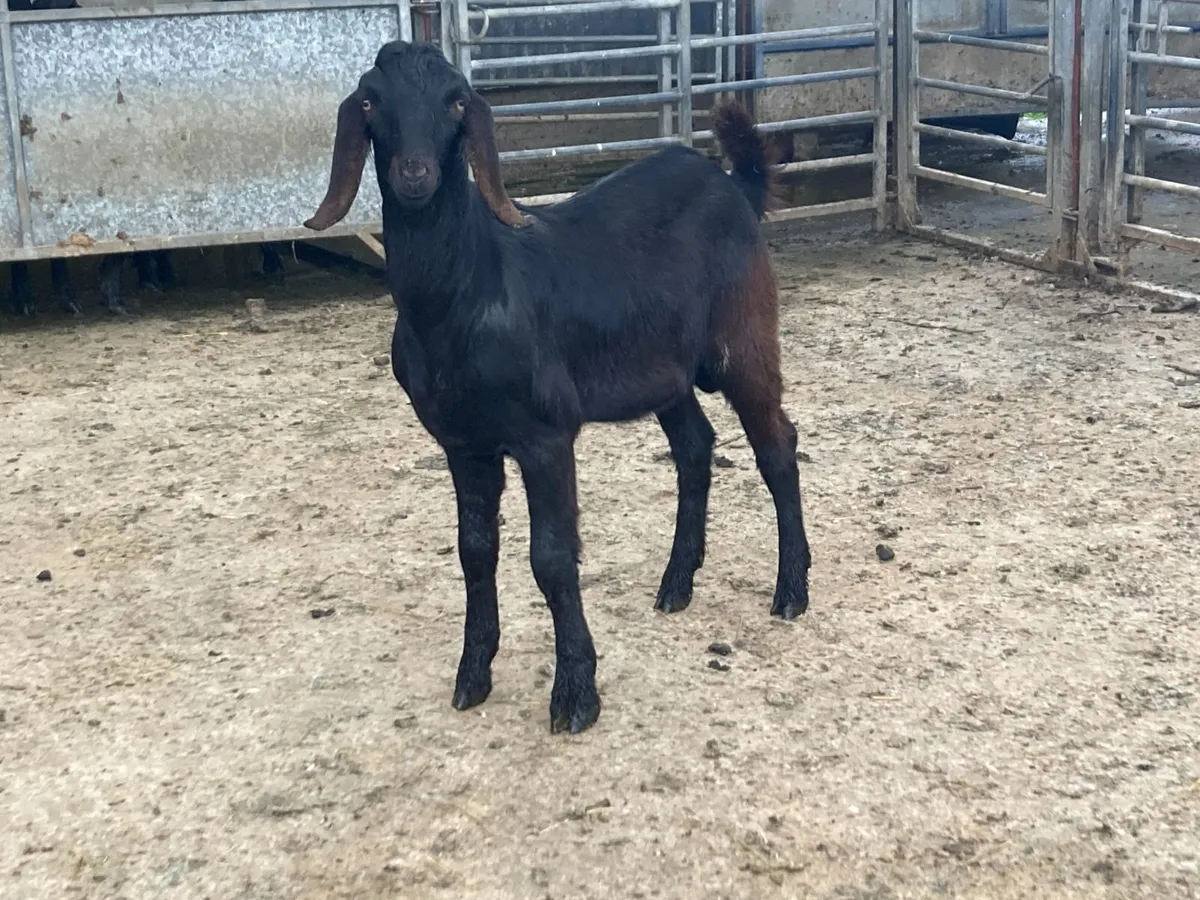 Anglo Nubian Goats - Image 2