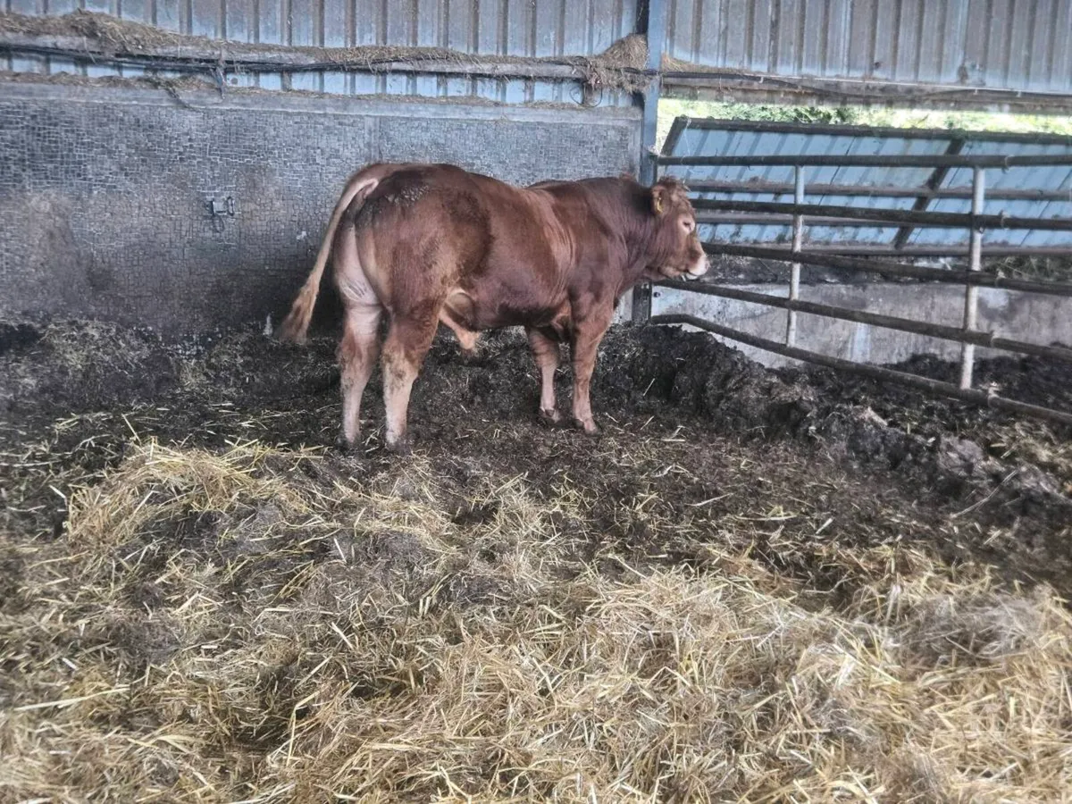 2 bulls - Image 1