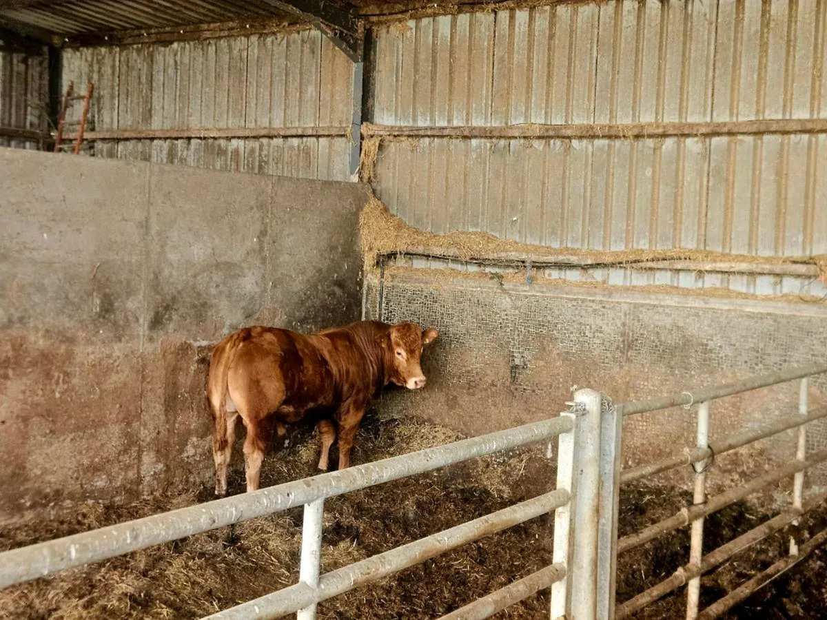 2 bulls - Image 2