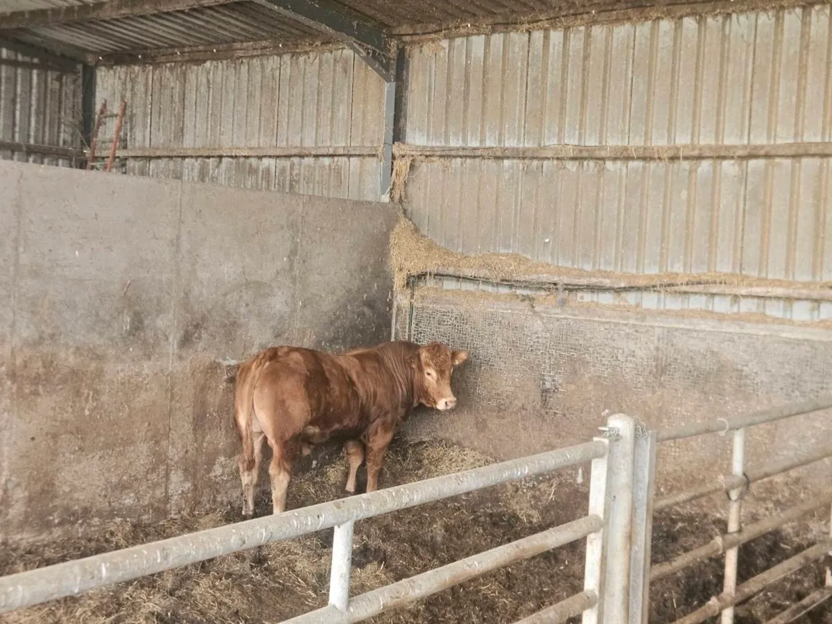 2 bulls - Image 3