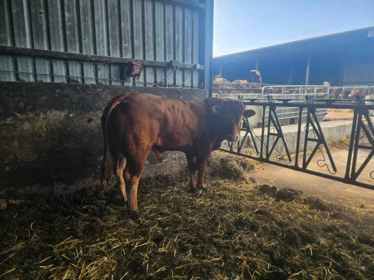 2 bulls - Image 4