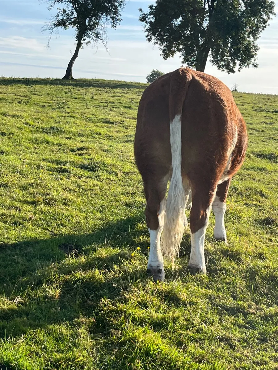 Heifer - Image 3