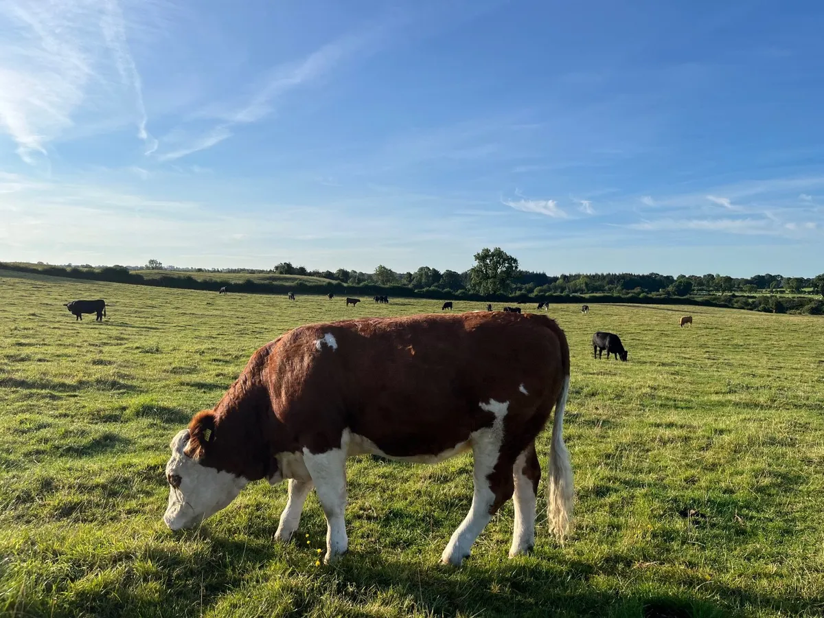 Heifer - Image 4