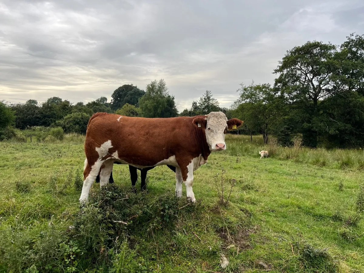 Heifer - Image 1