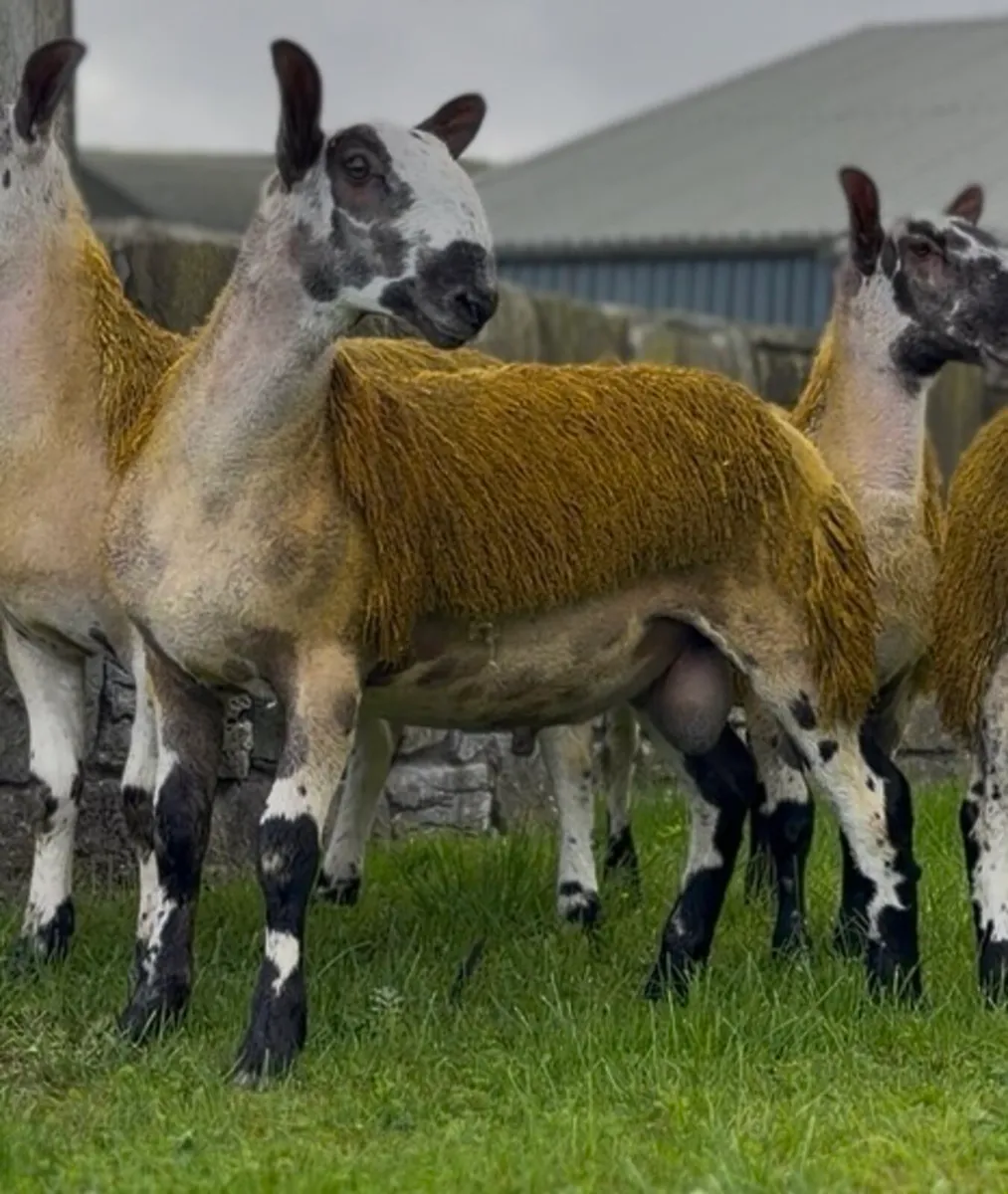 Bluefaced Leicester ram lambs - Image 1