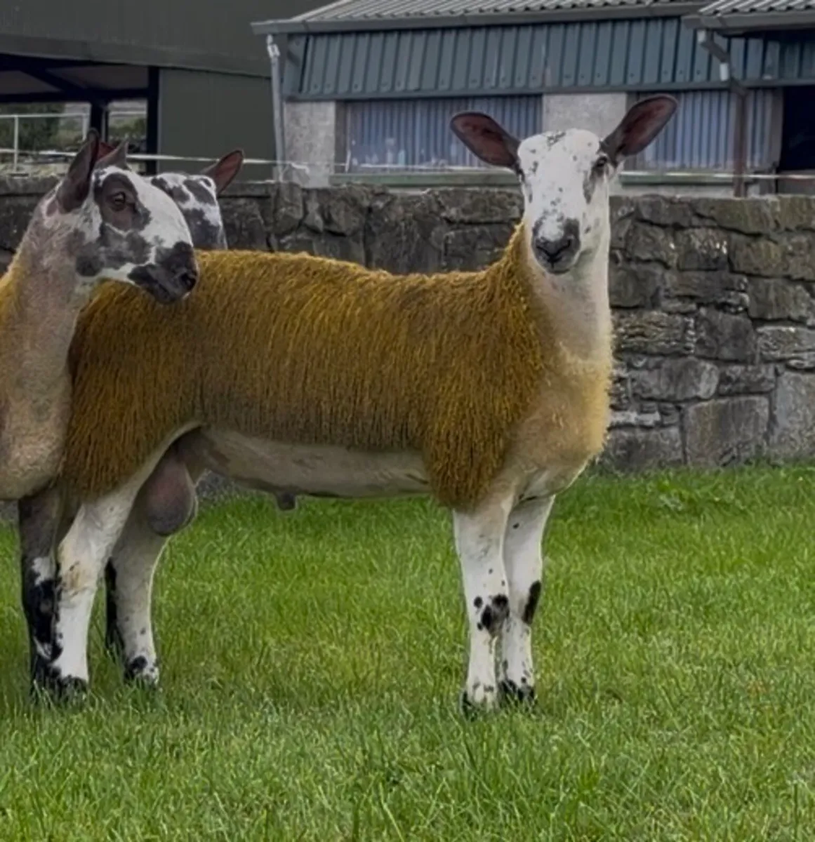 Bluefaced Leicester ram lambs - Image 2