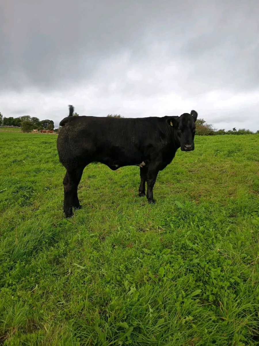Breeding heifers Balla mart Friday 18th Sept - Image 4