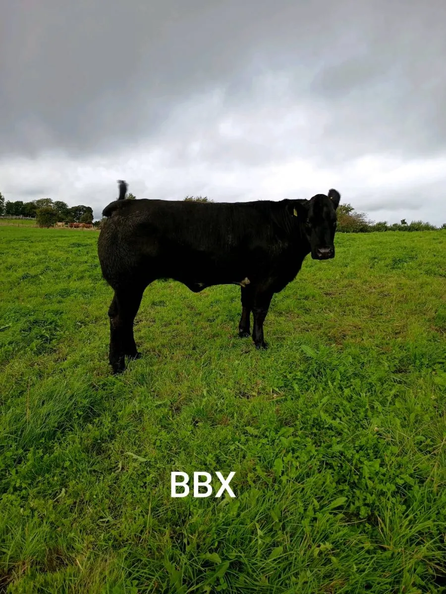 Breeding heifers Balla mart Friday 18th Sept - Image 2