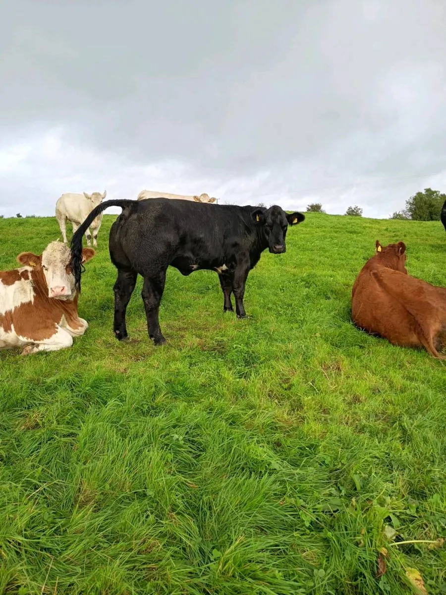 Breeding heifers Balla mart Friday 18th Sept - Image 3