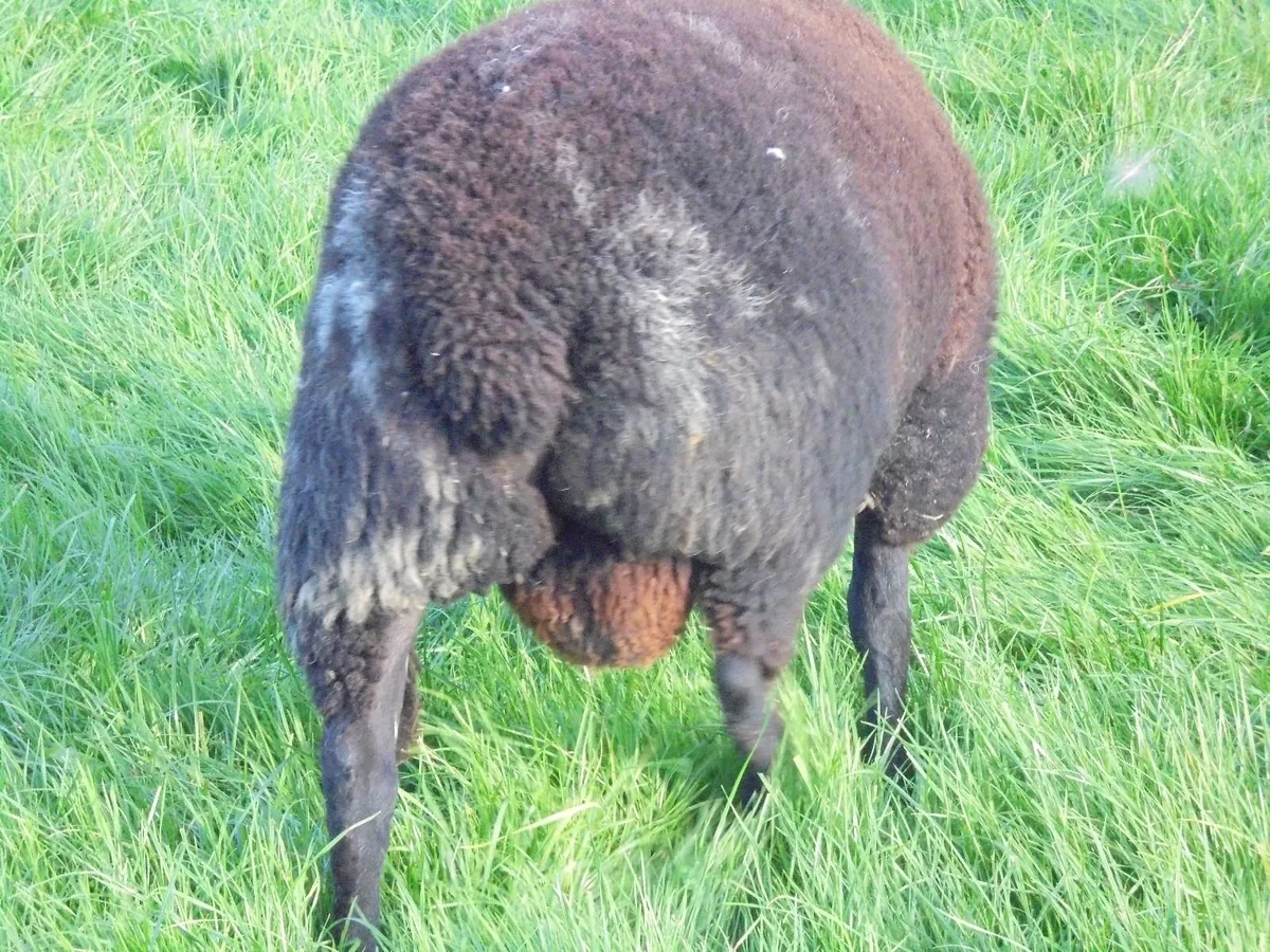 Dutch Spotted Hoggett Rams - Image 3