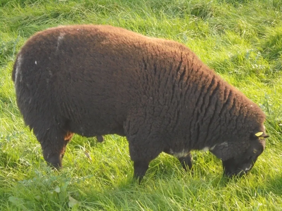 Dutch Spotted Hoggett Rams - Image 4