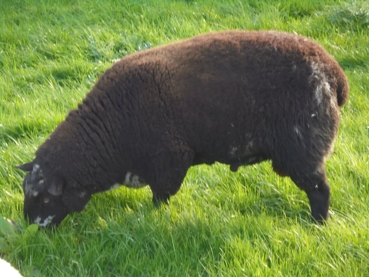 Dutch Spotted Hoggett Rams - Image 2