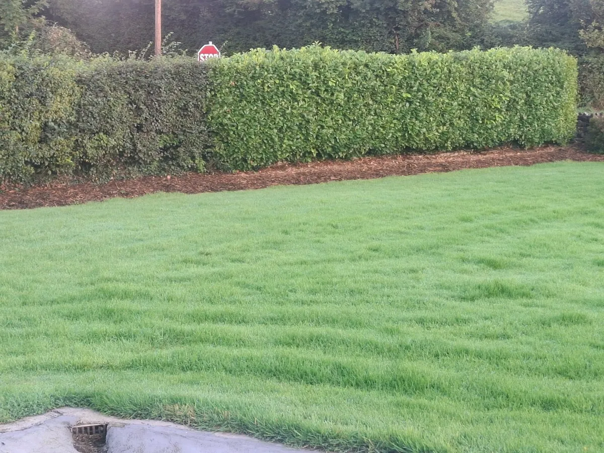 woodchip mulch for sale - Image 1