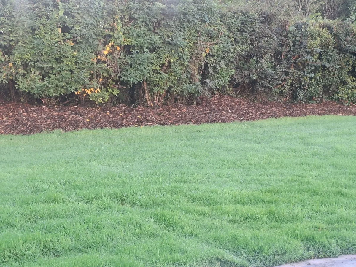 woodchip mulch for sale - Image 3