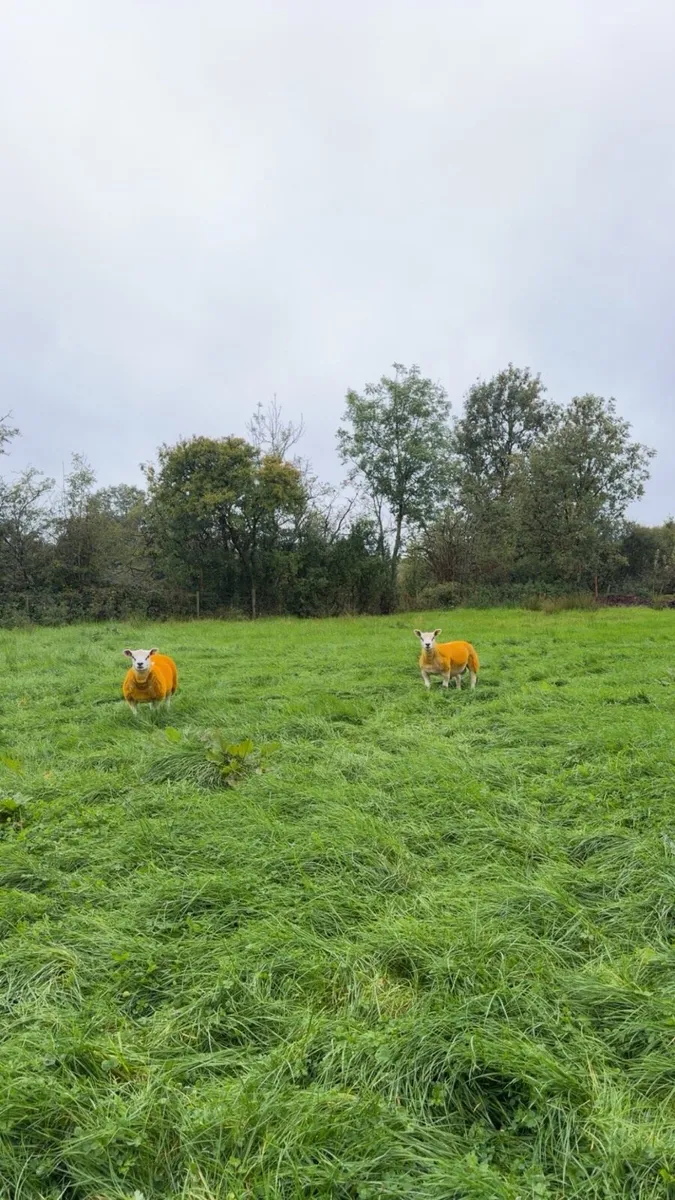 ⭐️Enniskillen Texel sale the 11th September⭐️ - Image 1