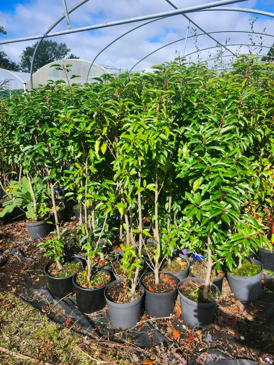Portugese laurel - Image 1
