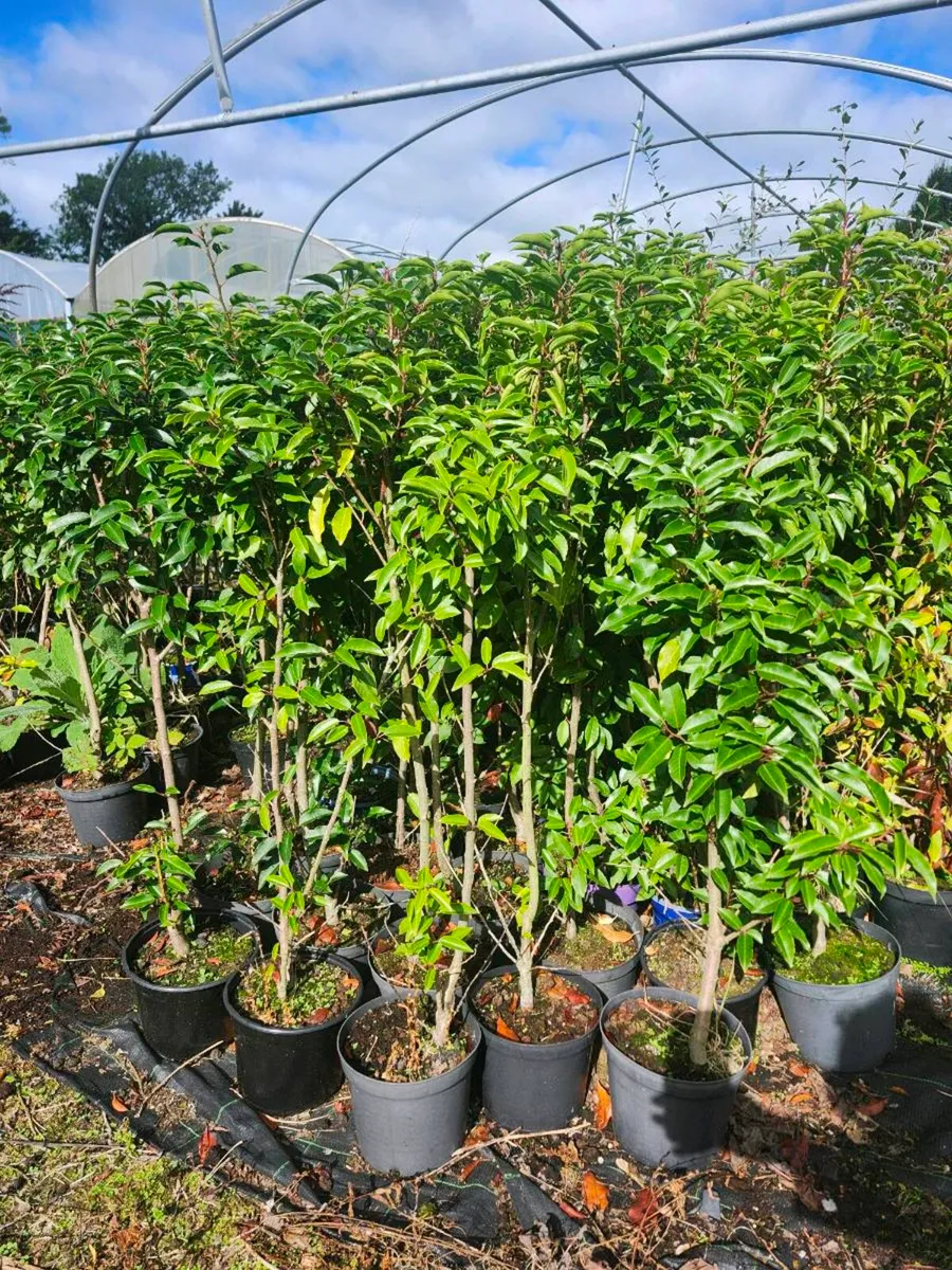 Portugese laurel - Image 2