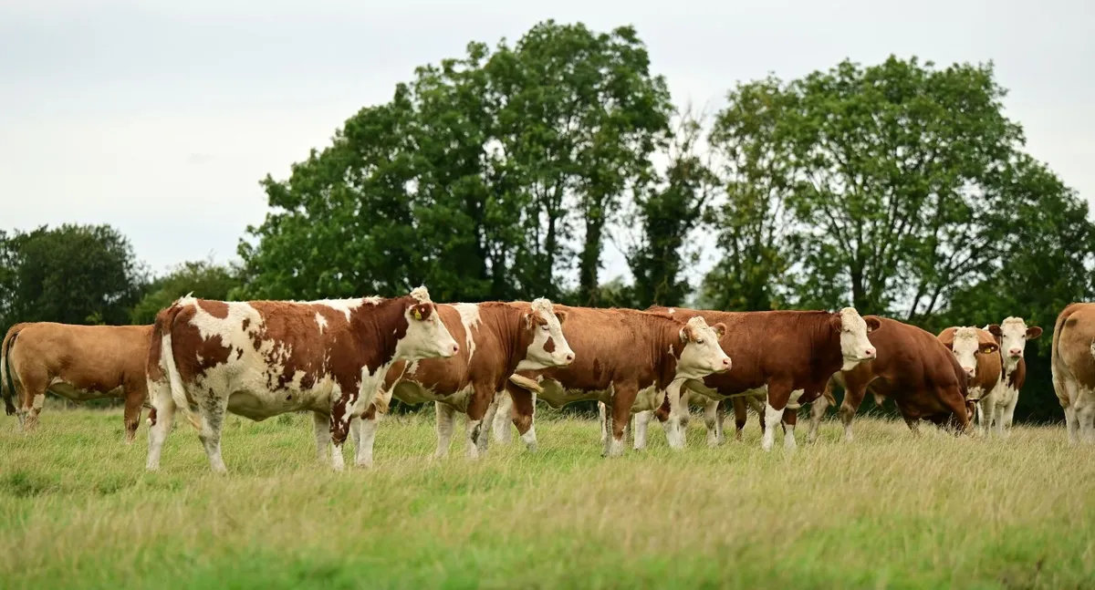 Simmental in calf heifers - Image 2