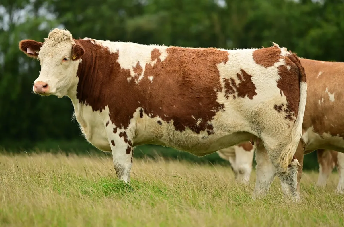 Simmental in calf heifers - Image 1
