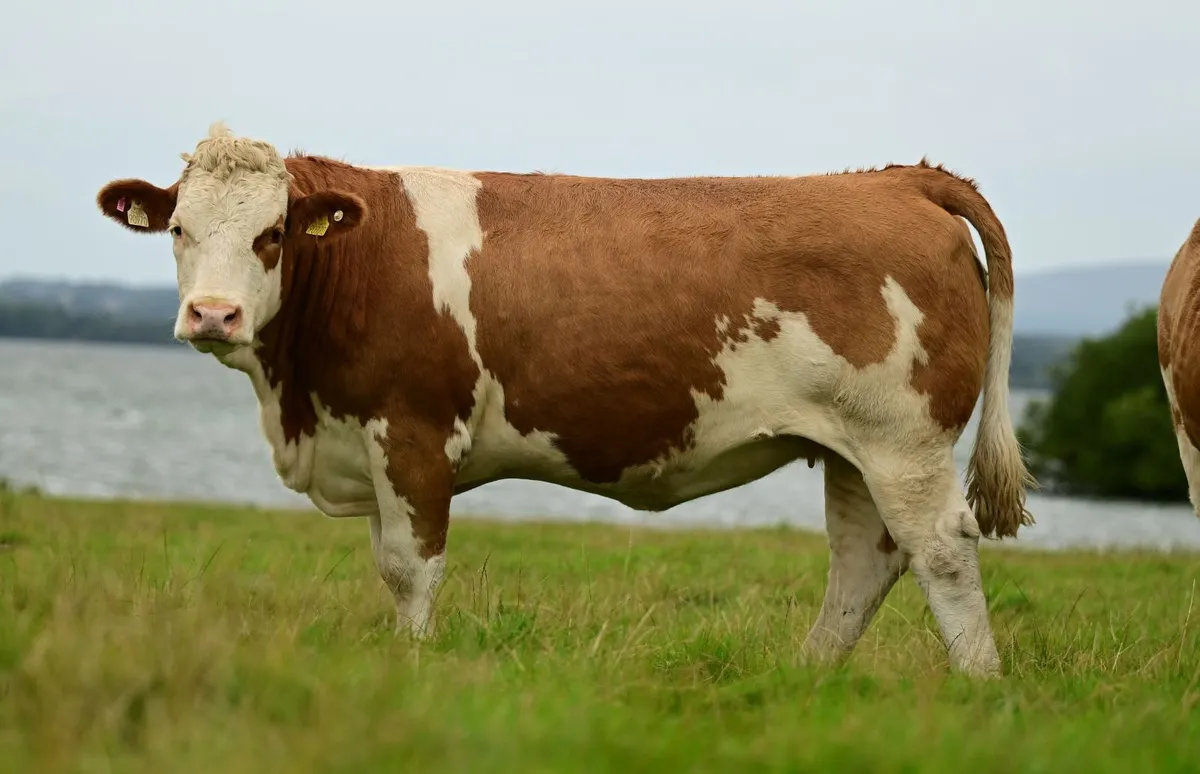 Simmental in calf heifers - Image 3