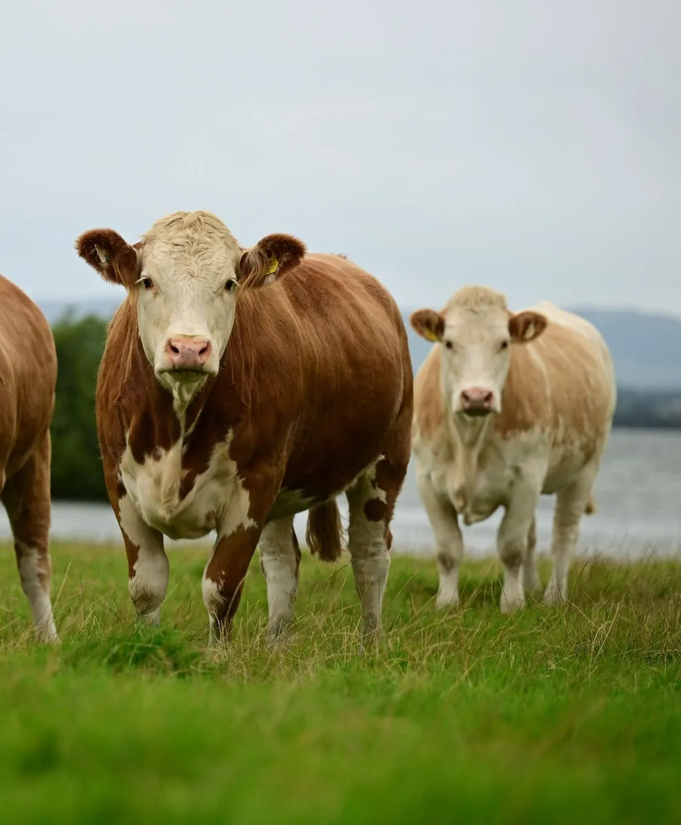 Simmental in calf heifers - Image 4