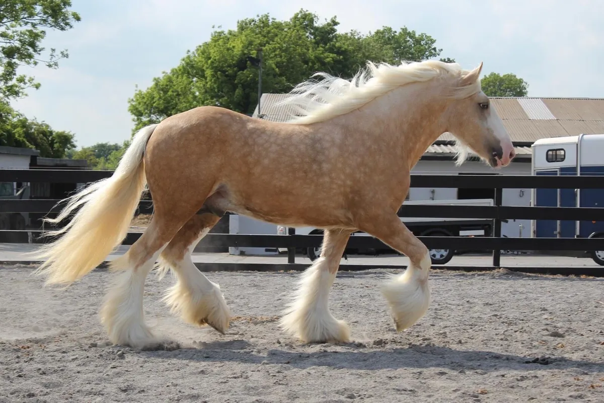 💫 Smashing Filly Foal 💫 - Image 3