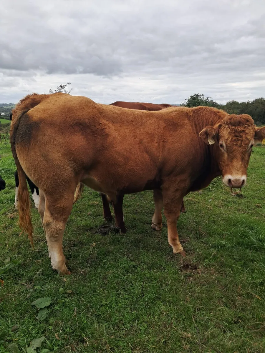Highly Starred P.b.r Limousin Bulls - Image 2