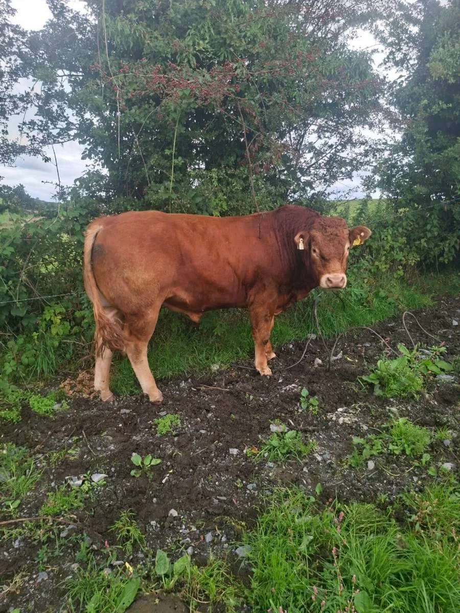 Highly Starred P.b.r Limousin Bulls - Image 4