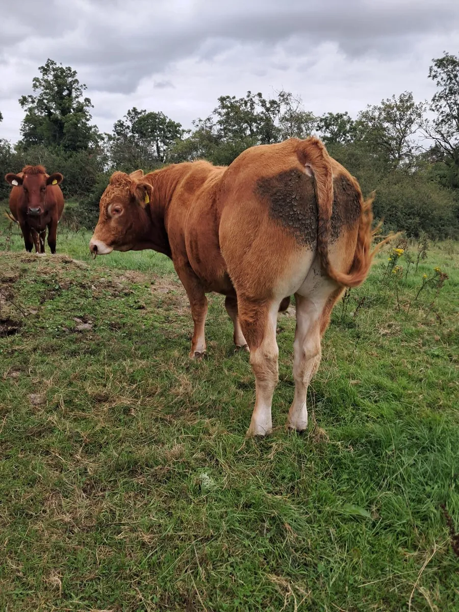 Highly Starred P.b.r Limousin Bulls - Image 3