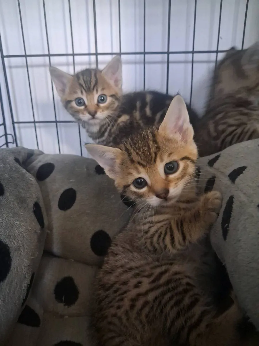 Kittens - Image 1