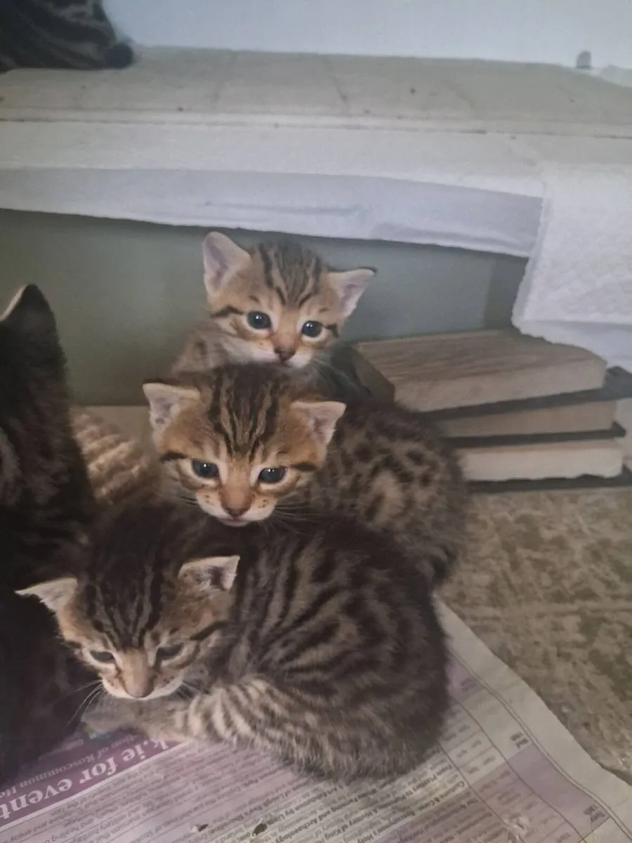Kittens - Image 2