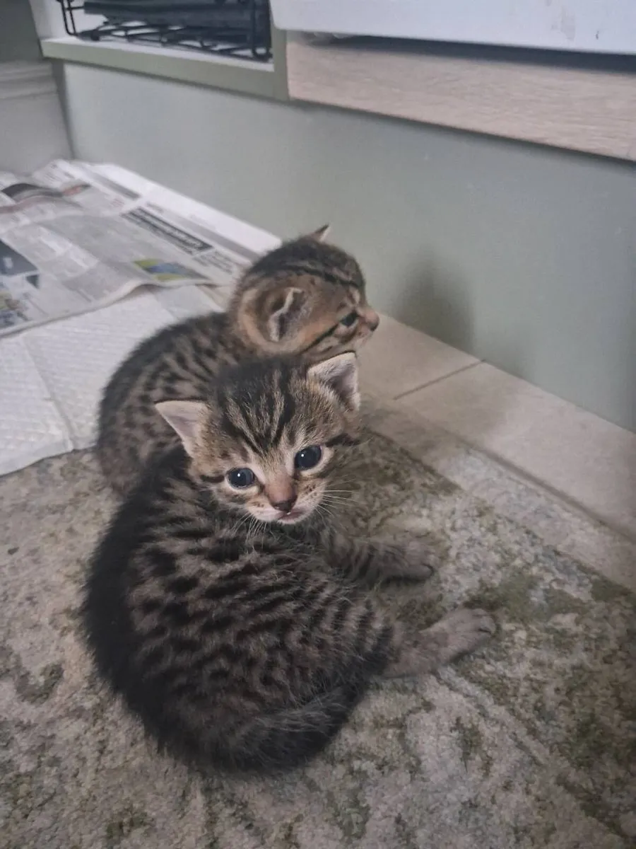 Kittens - Image 3