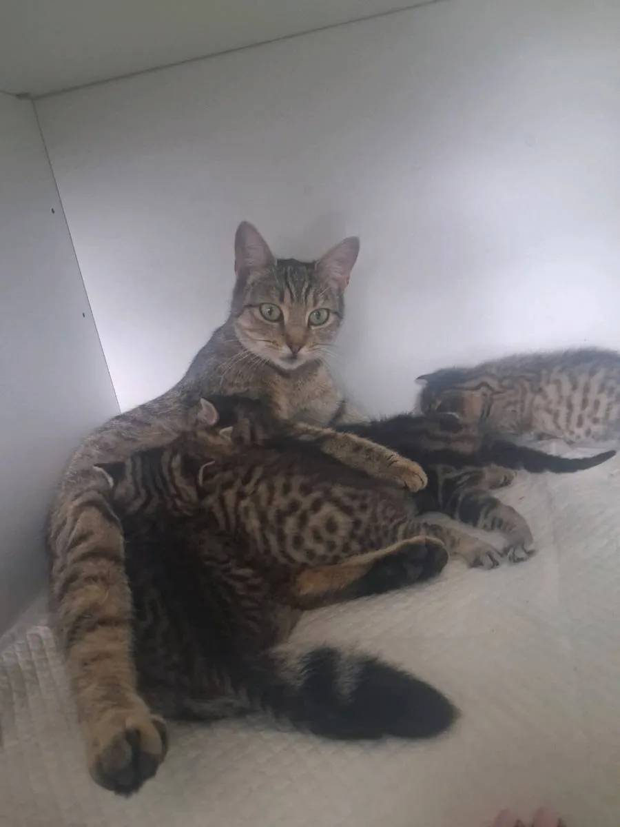 Kittens - Image 4