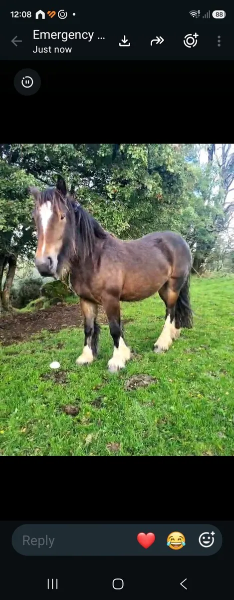 2 1/2 Year Old Heavy Cob Filly - Image 1