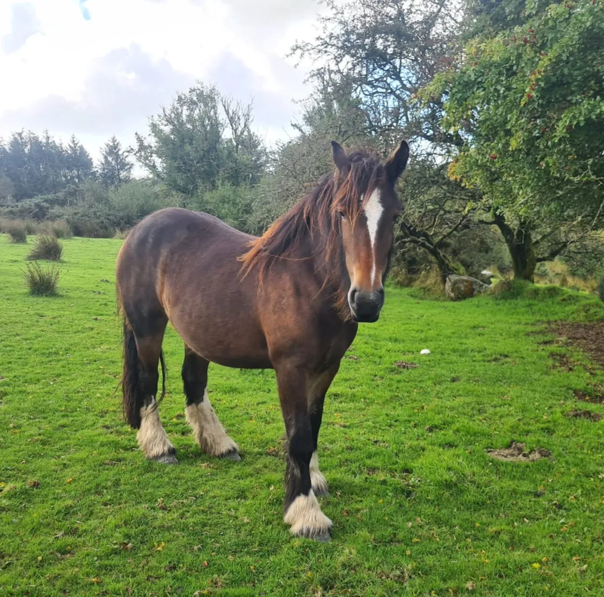 2 1/2 Year Old Heavy Cob Filly - Image 2