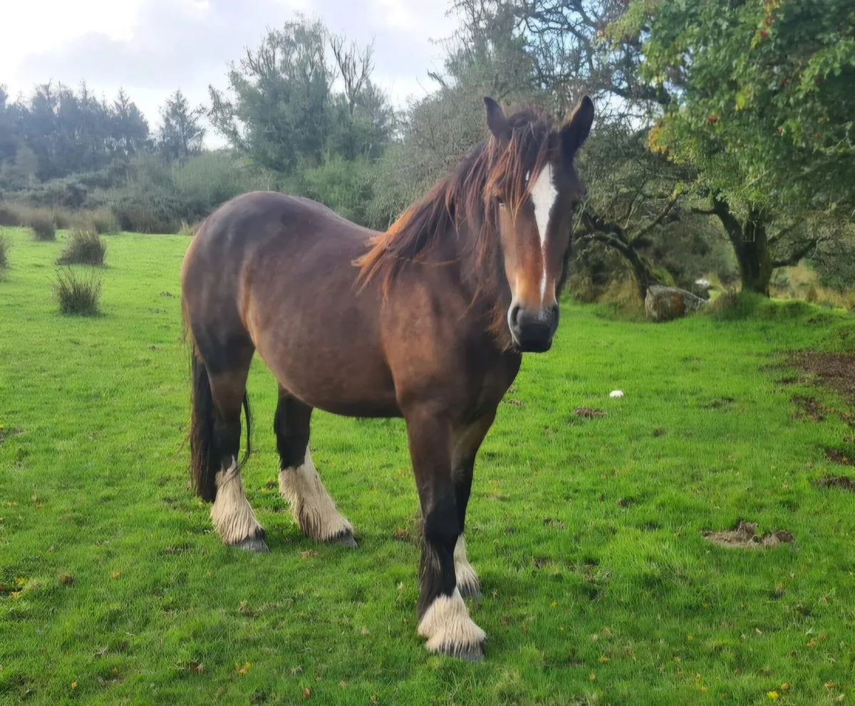 2 1/2 Year Old Heavy Cob Filly - Image 3