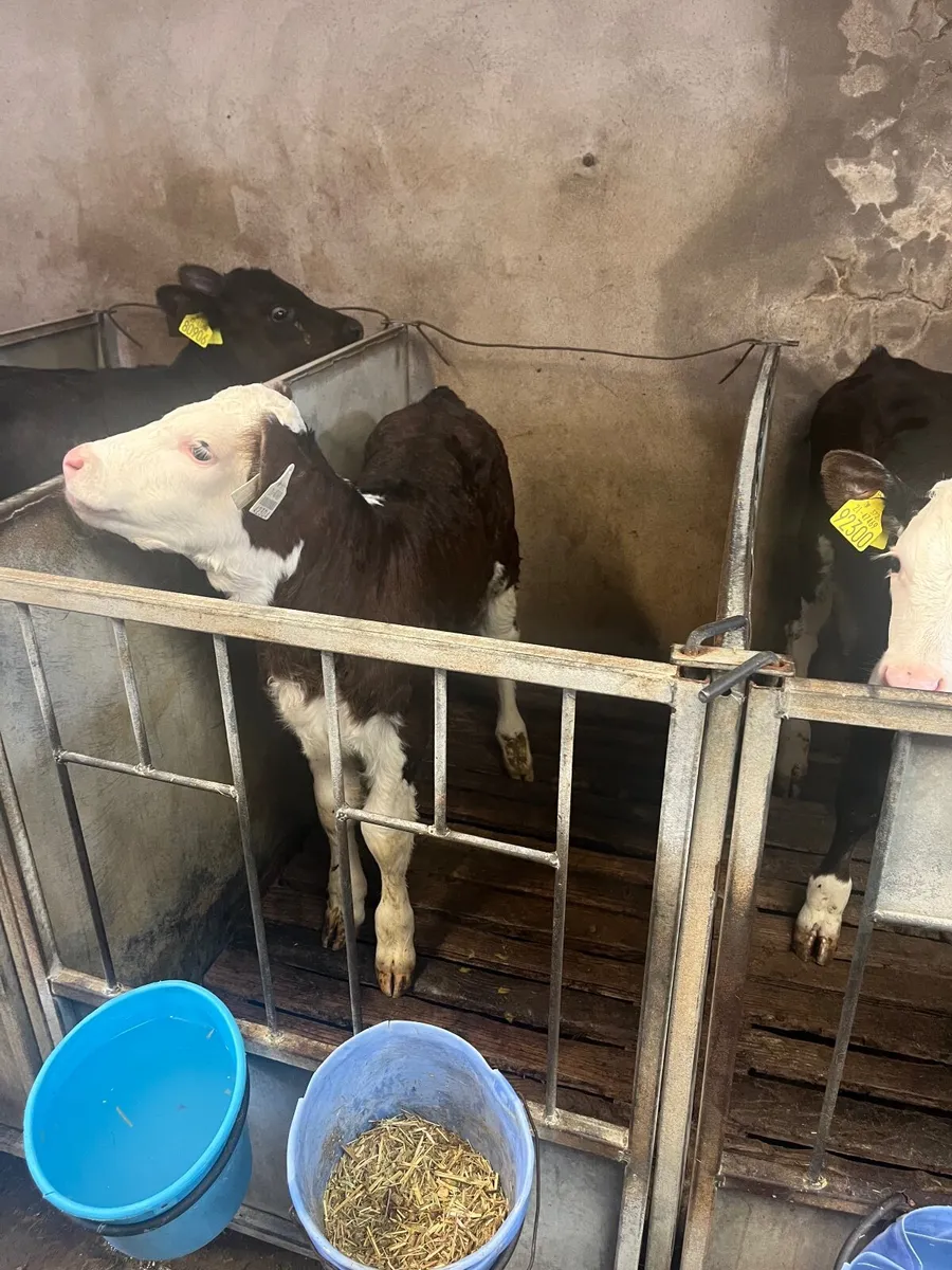 Belgian Blue Calves - Image 2
