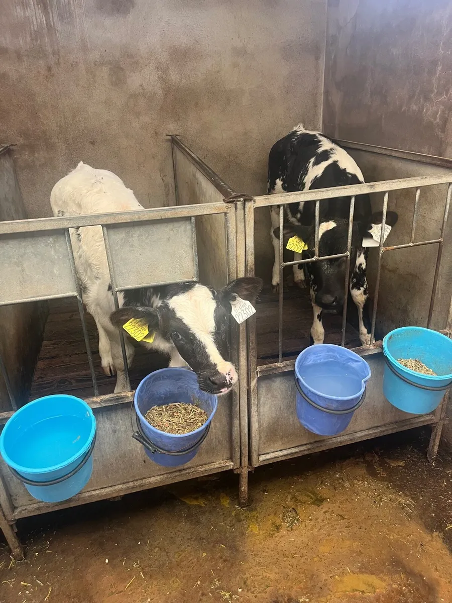 Belgian Blue Calves - Image 4