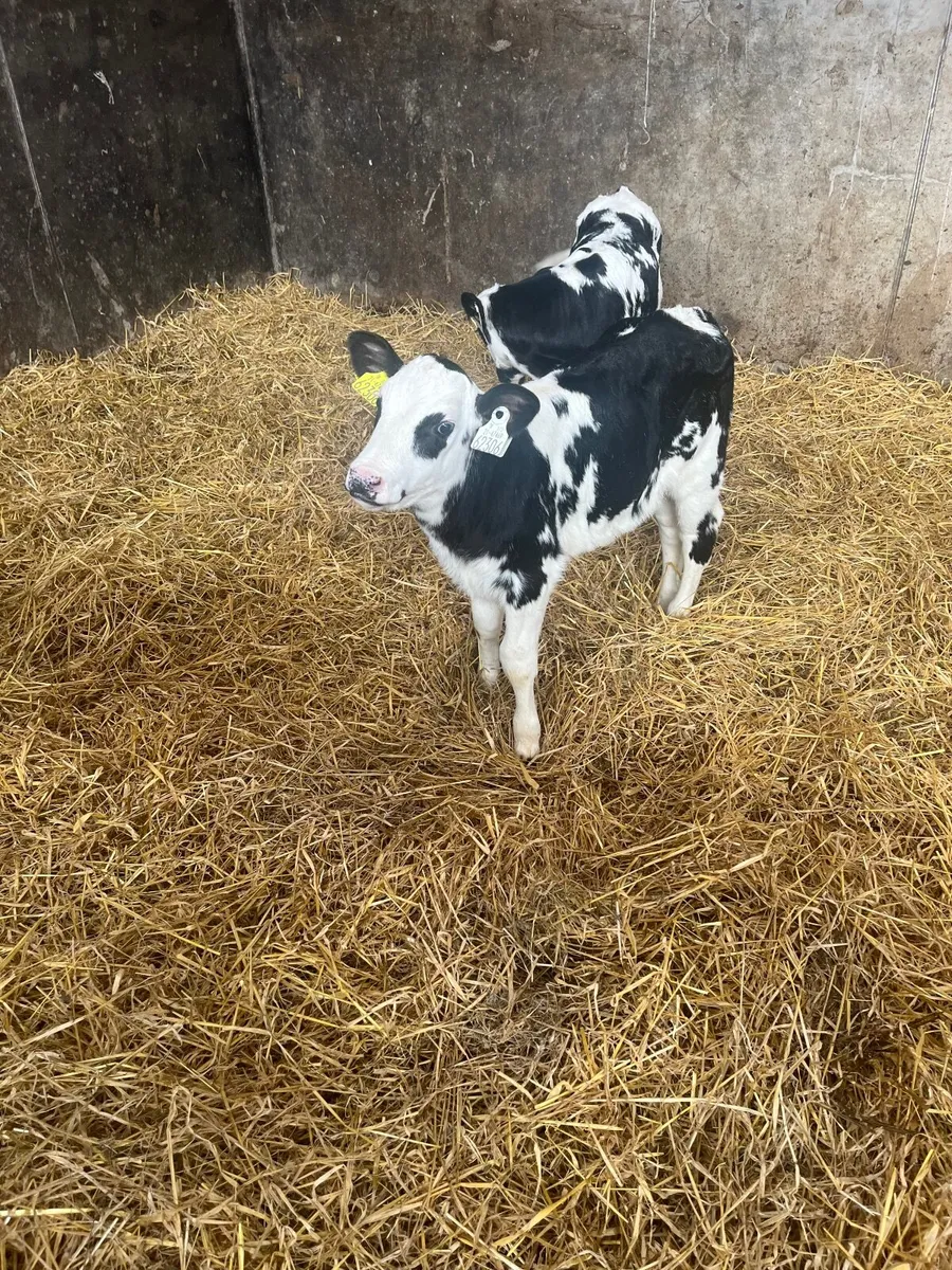 Belgian Blue Calves - Image 1