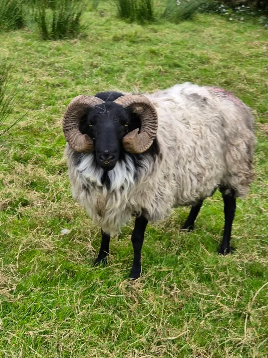 Ram - Image 2
