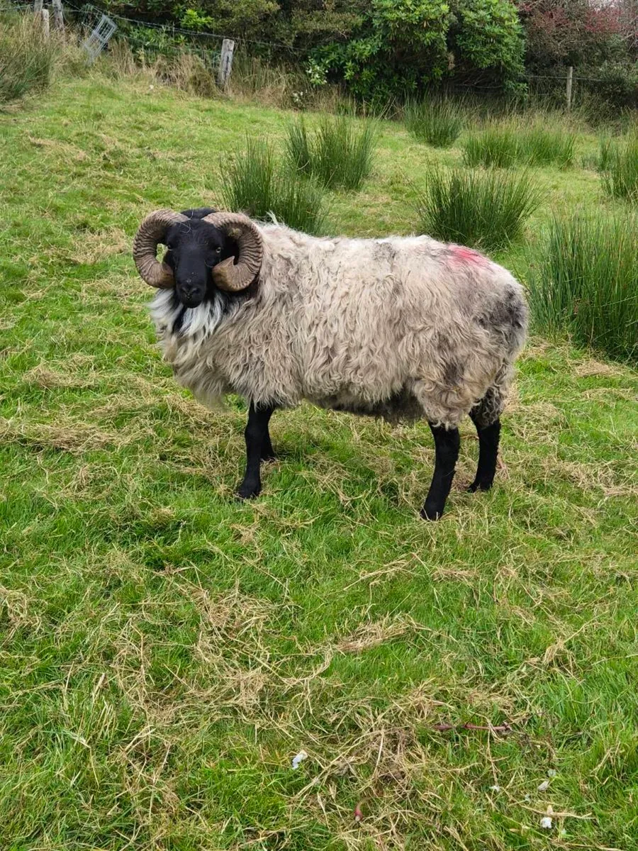 Ram - Image 1