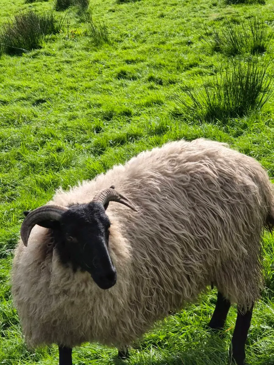 Ram - Image 3