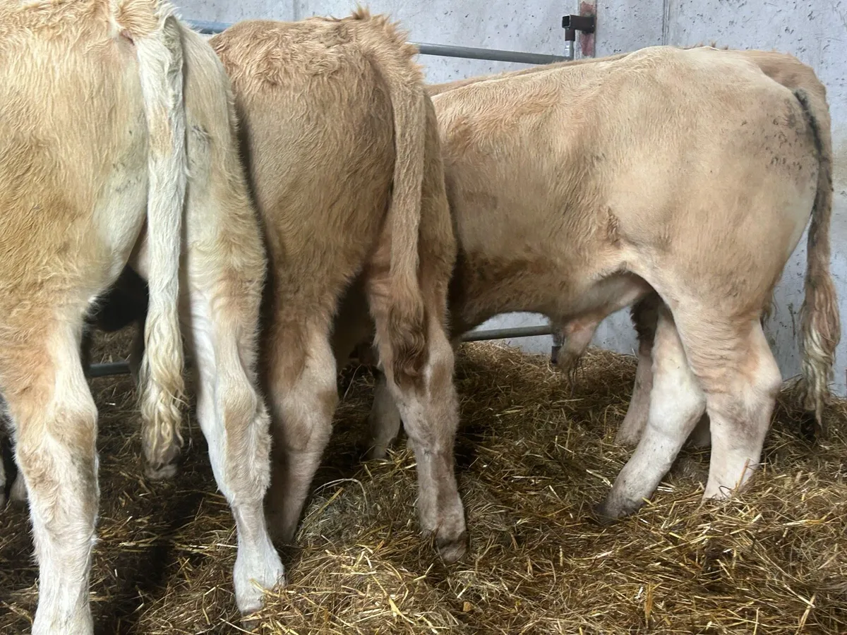 Seven Charlaois Bull Weanlings - Image 2