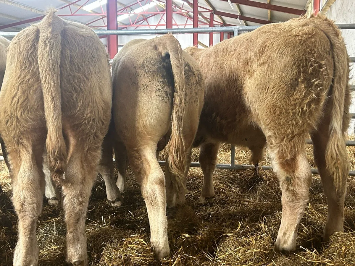 Seven Charlaois Bull Weanlings - Image 3