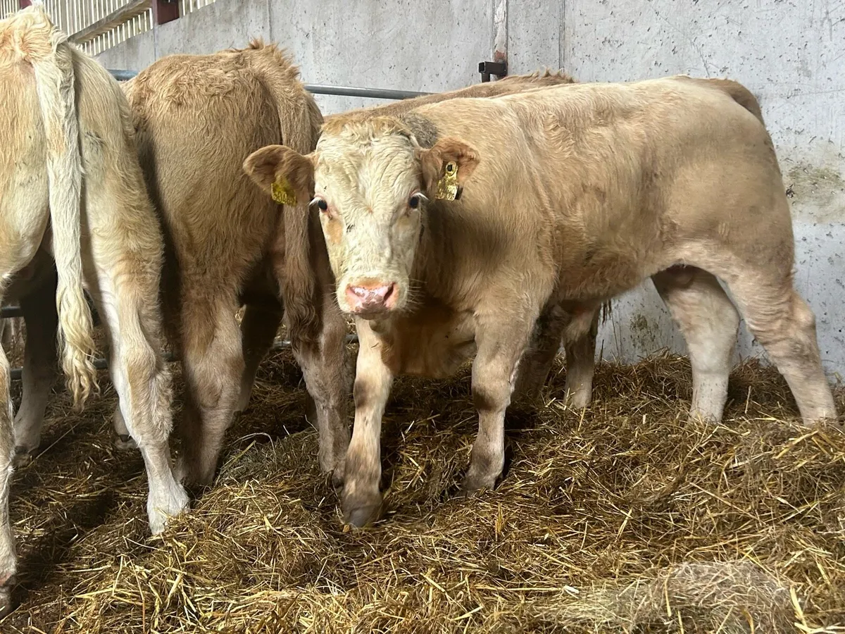 Seven Charlaois Bull Weanlings - Image 4