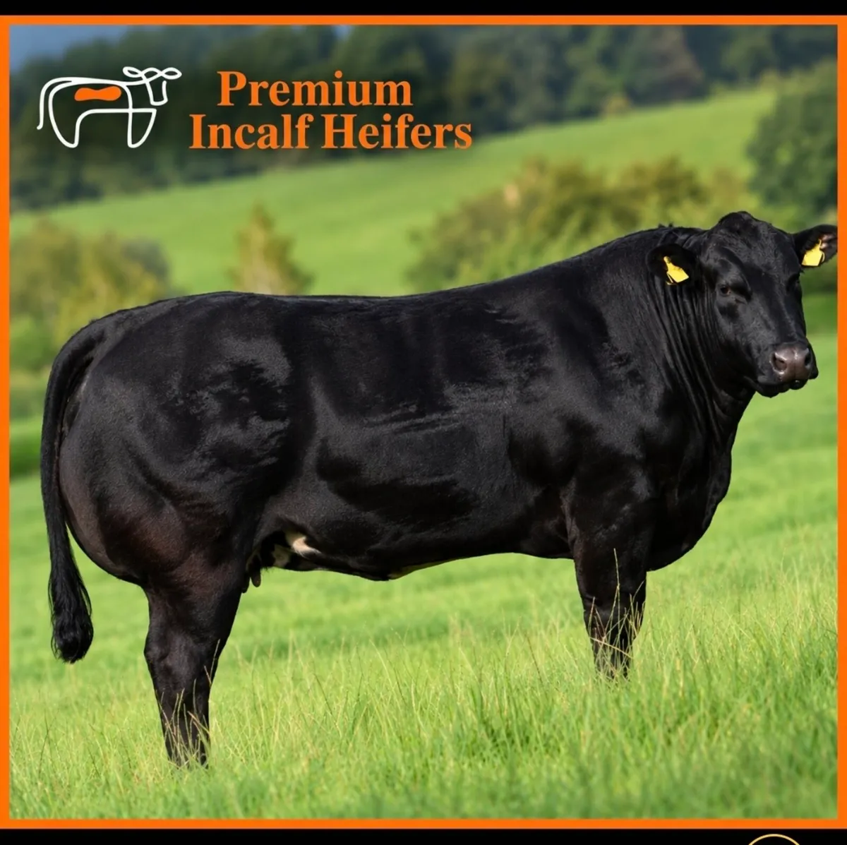 🐮70  Incalf Heifers-16th Oct 7.30pm🐮 - Image 1